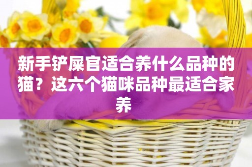 新手鏟屎官適合養什么品種的貓？這六個貓咪品種最適合家養 