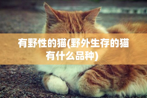 有野性的貓(野外生存的貓有什么品種) 