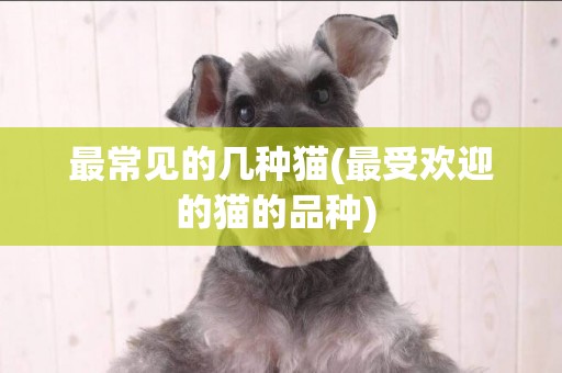 最常見的幾種貓(最受歡迎的貓的品種) 