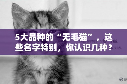 5大品種的“無毛貓”，這些名字特別，你認識幾種？ 