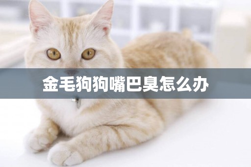 金毛狗狗嘴巴臭怎么辦