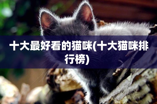 十大最好看的貓咪(十大貓咪排行榜) 