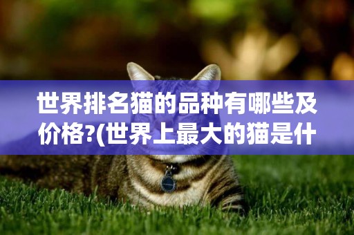 世界排名貓的品種有哪些及價格?(世界上最大的貓是什么品種圖) 
