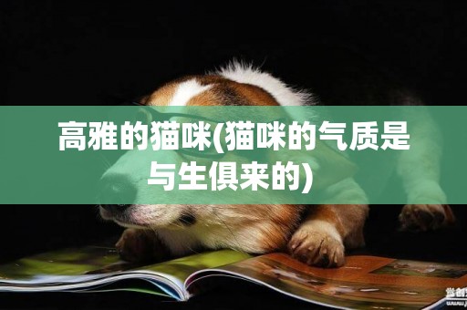 高雅的貓咪(貓咪的氣質是與生俱來的) 