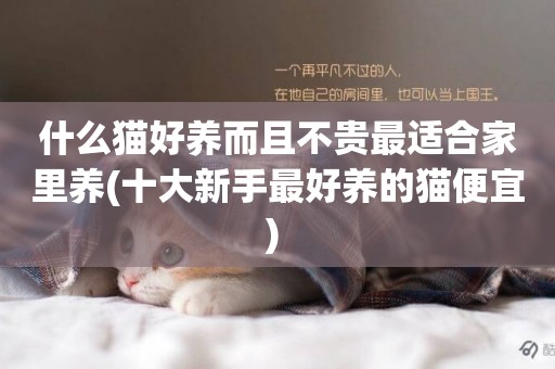 什么貓好養而且不貴最適合家里養(十大新手最好養的貓便宜) 
