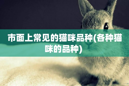 市面上常見的貓咪品種(各種貓咪的品種) 