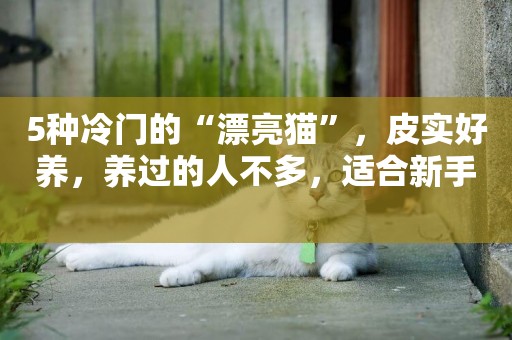 5種冷門的“漂亮貓”，皮實好養，養過的人不多，適合新手 