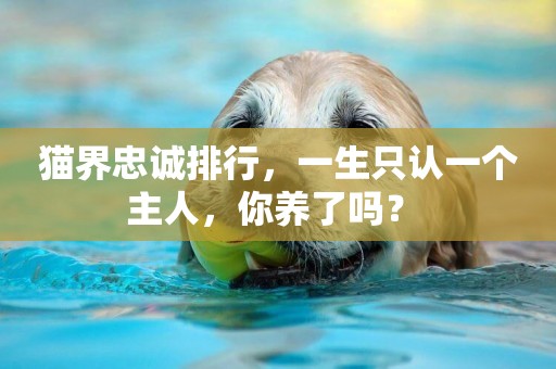 貓界忠誠排行，一生只認一個主人，你養了嗎？ 
