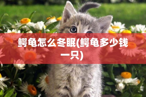 鱷龜怎么冬眠(鱷龜多少錢一只) 