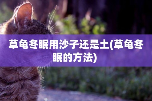 草龜冬眠用沙子還是土(草龜冬眠的方法) 