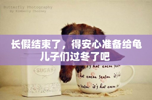 長假結束了，得安心準備給龜兒子們過冬了吧 