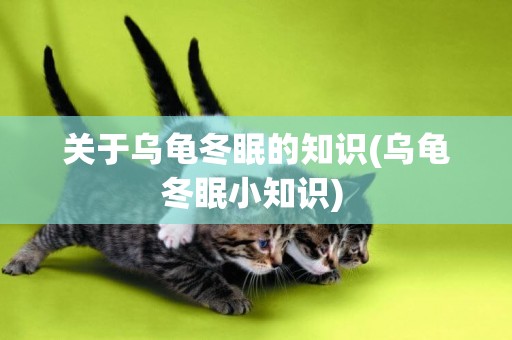 關于烏龜冬眠的知識(烏龜冬眠小知識) 