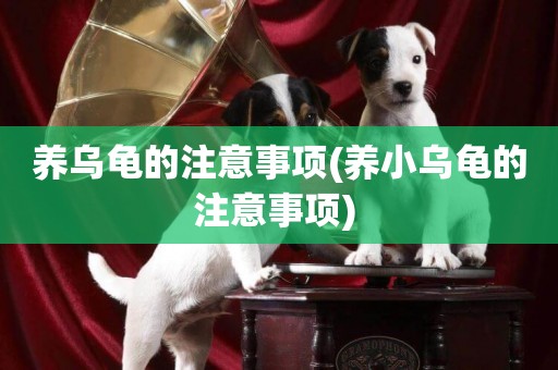 養烏龜的注意事項(養小烏龜的注意事項) 