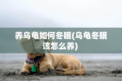 養烏龜如何冬眠(烏龜冬眠該怎么養) 
