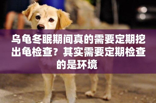 烏龜冬眠期間真的需要定期挖出龜檢查？其實需要定期檢查的是環境 