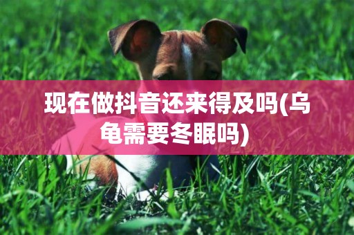 現在做抖音還來得及嗎(烏龜需要冬眠嗎) 