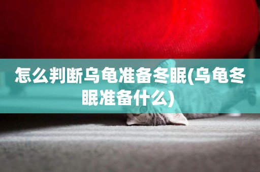 怎么判斷烏龜準備冬眠(烏龜冬眠準備什么) 