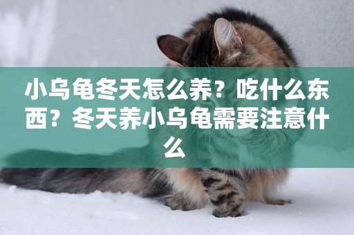 小烏龜冬天怎么養？吃什么東西？冬天養小烏龜需要注意什么 
