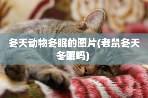 冬天動物冬眠的圖片(老鼠冬天冬眠嗎) 