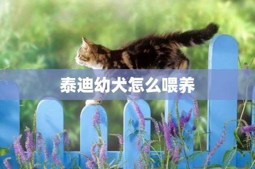 泰迪幼犬怎么喂養