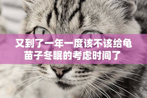 又到了一年一度該不該給龜苗子冬眠的考慮時間了 