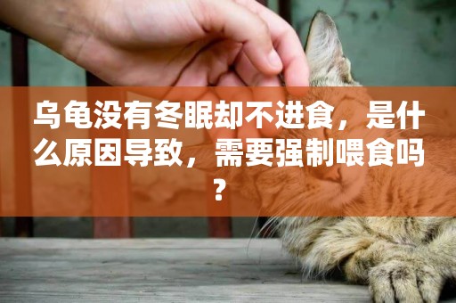 烏龜沒有冬眠卻不進食，是什么原因導致，需要強制喂食嗎？ 