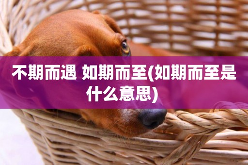 不期而遇 如期而至(如期而至是什么意思) 
