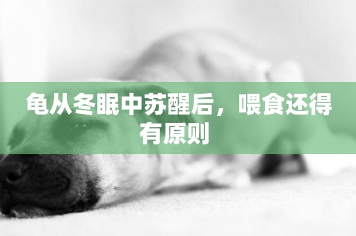 龜從冬眠中蘇醒后，喂食還得有原則 