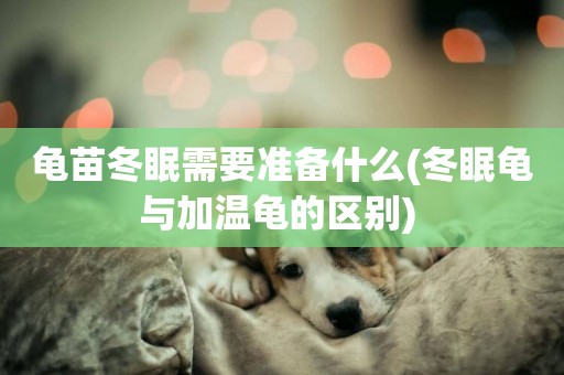 龜苗冬眠需要準備什么(冬眠龜與加溫龜的區別) 