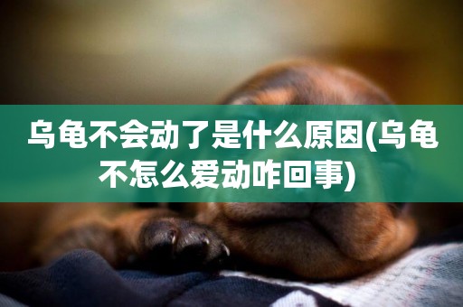烏龜不會動了是什么原因(烏龜不怎么愛動咋回事) 