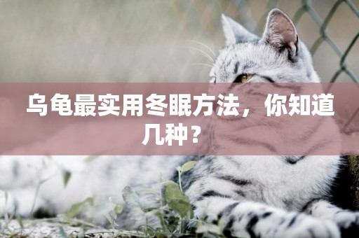 烏龜最實用冬眠方法，你知道幾種？ 