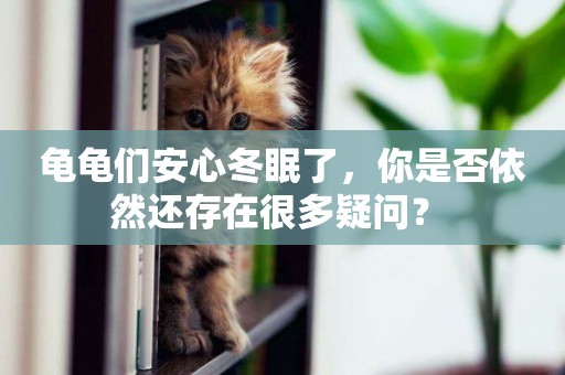 龜龜們安心冬眠了，你是否依然還存在很多疑問？ 