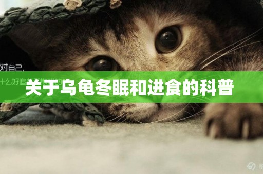 關于烏龜冬眠和進食的科普 