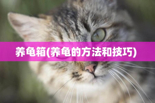養龜箱(養龜的方法和技巧) 