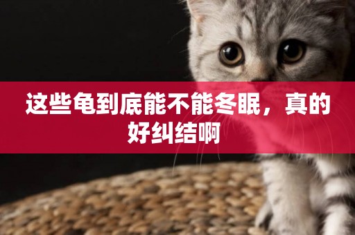 這些龜到底能不能冬眠，真的好糾結啊 
