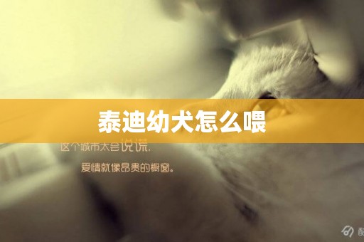 泰迪幼犬怎么喂