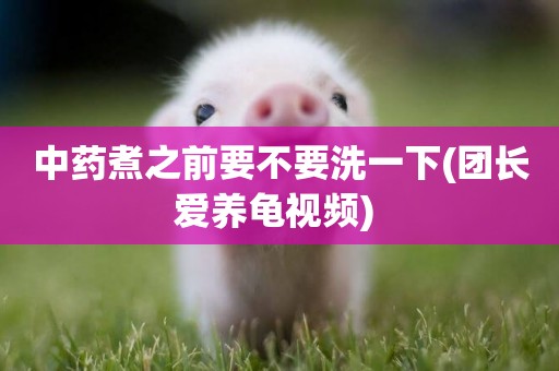中藥煮之前要不要洗一下(團長愛養龜視頻) 
