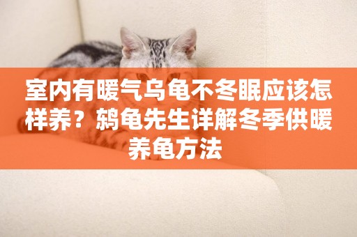 室內有暖氣烏龜不冬眠應該怎樣養？鶇龜先生詳解冬季供暖養龜方法 