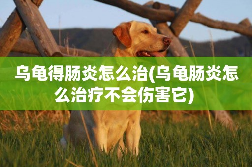 烏龜得腸炎怎么治(烏龜腸炎怎么治療不會傷害它) 