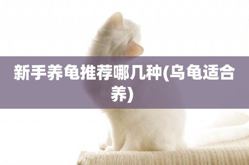 新手養龜推薦哪幾種(烏龜適合養) 