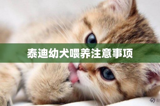 泰迪幼犬喂養注意事項
