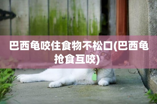 巴西龜咬住食物不松口(巴西龜搶食互咬) 