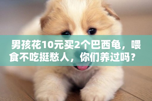 男孩花10元買2個巴西龜，喂食不吃挺愁人，你們養過嗎？ 
