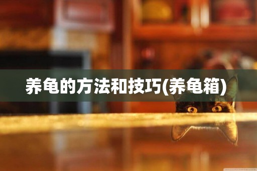 養龜的方法和技巧(養龜箱) 