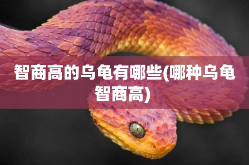 智商高的烏龜有哪些(哪種烏龜智商高) 