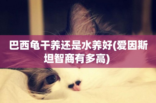 巴西龜干養還是水養好(愛因斯坦智商有多高) 