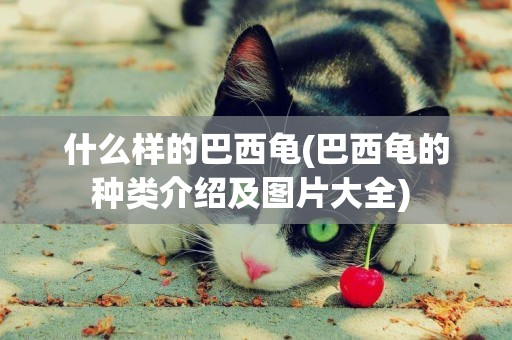 什么樣的巴西龜(巴西龜的種類介紹及圖片大全) 
