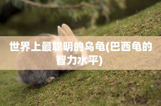 世界上最聰明的烏龜(巴西龜的智力水平) 