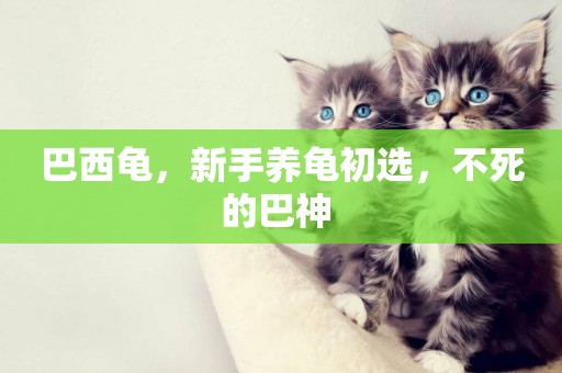 巴西龜，新手養龜初選，不死的巴神 
