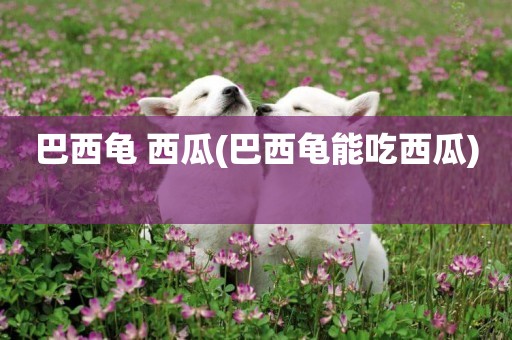 巴西龜 西瓜(巴西龜能吃西瓜) 